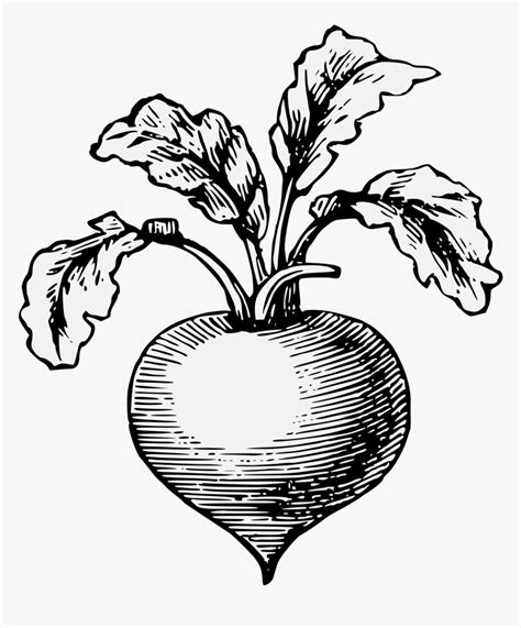 radish clip art|radish clip art black and white.